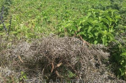 Plots in Thika-Matuu Only 1 Km From Tarmac