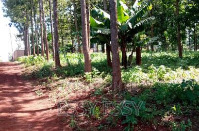 Ruiru Mugutha 100 by 100