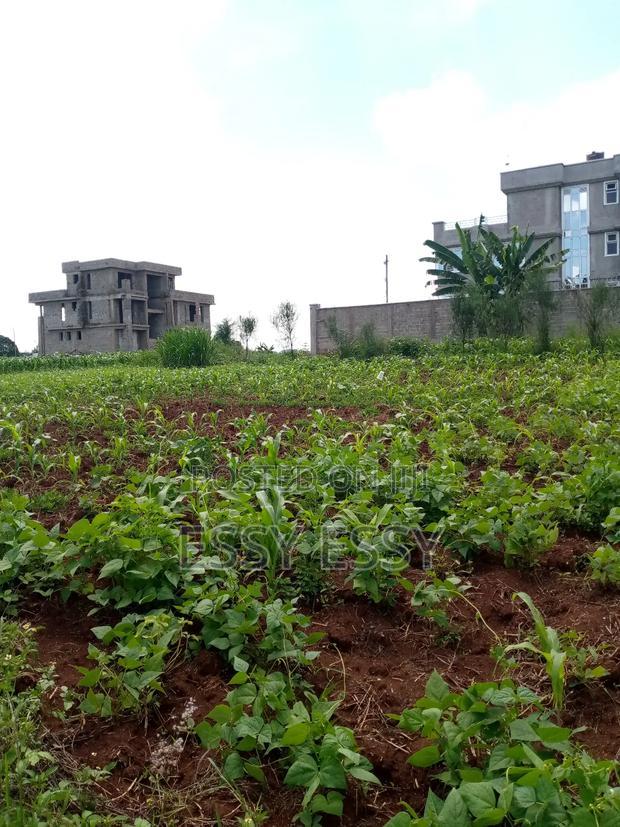 Ruiru Mugutha Dam Ridge Estate 50 by 100 Plots