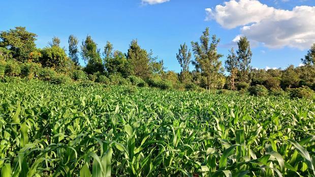 2 Acres for Sale in Sabasaba, Maragua.