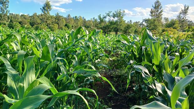 2 Acres for Sale in Sabasaba, Maragua.