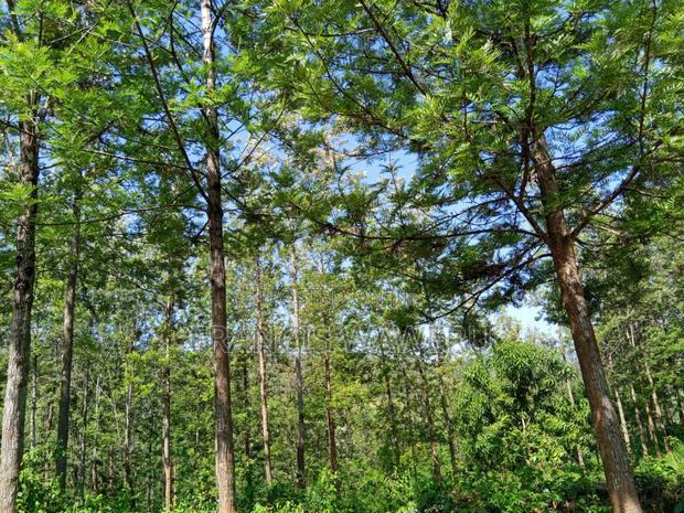 One Acre in Mugutha Ruiru,Neighbouring Githegi Bay