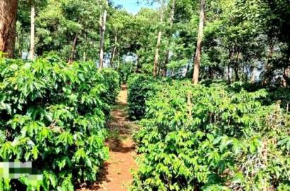 92 Acres for Sale,Thika-Gatanga Highway.