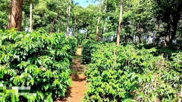 92 Acres for Sale,Thika-Gatanga Highway.