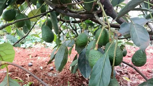 One Acre in Mugutha Ruiru,Neighbouring Githegi Bay