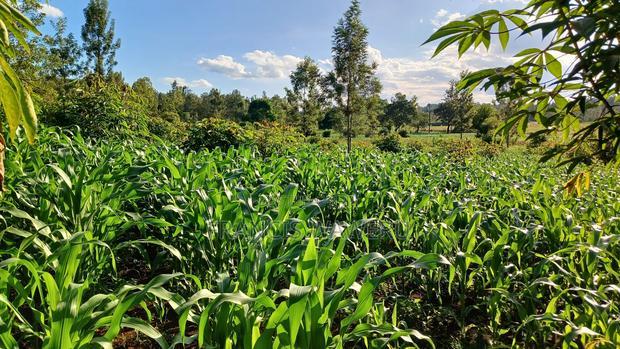 2 Acres for Sale in Sabasaba, Maragua.