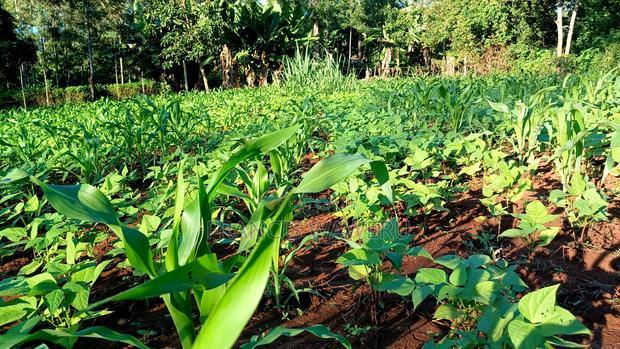 Prime 4 Acres in Sabasaba, Maragua.