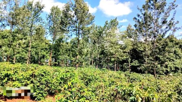 92 Acres for Sale,Thika-Gatanga Highway.