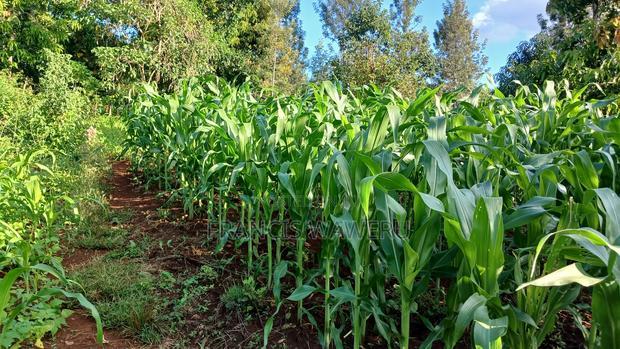 2 Acres for Sale in Sabasaba, Maragua.