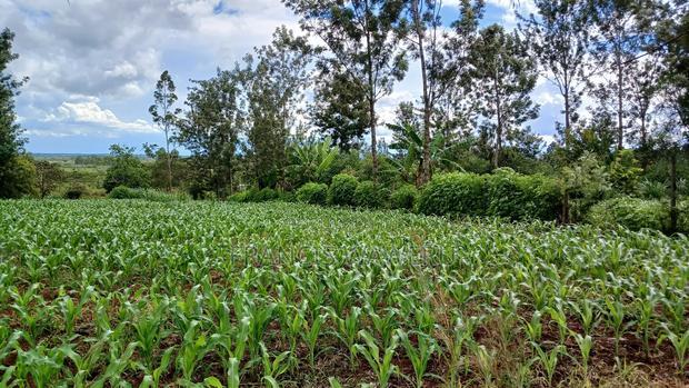 3 Acres for Sale in Sabasaba, Maragua.
