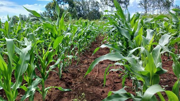 3 Acres for Sale in Sabasaba, Maragua.
