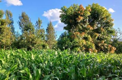 2 Acres for Sale in Sabasaba, Maragua.
