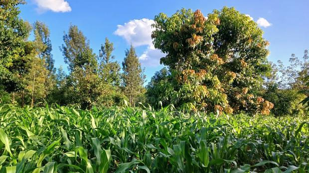 2 Acres for Sale in Sabasaba, Maragua.