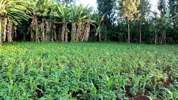 Prime 4 Acres in Sabasaba, Maragua.