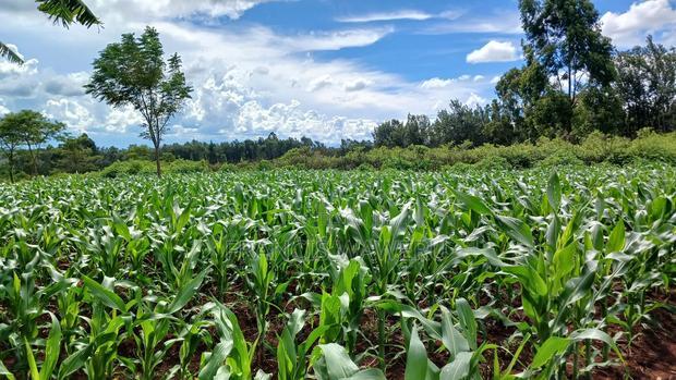 3 Acres for Sale in Sabasaba, Maragua.