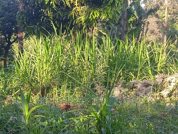Thika Horticultural
