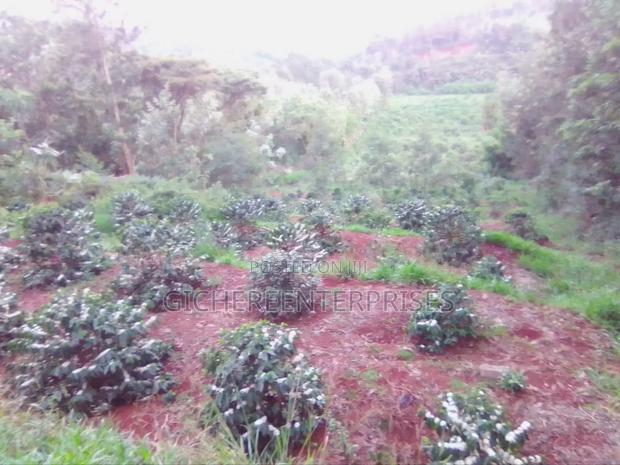 Nyeri Muruguru/Marua