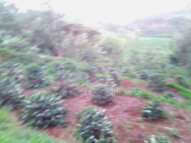 Nyeri Muruguru/Marua