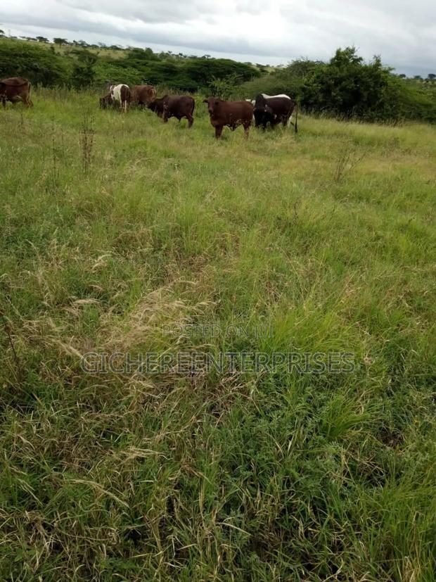 Kajiado Bisil