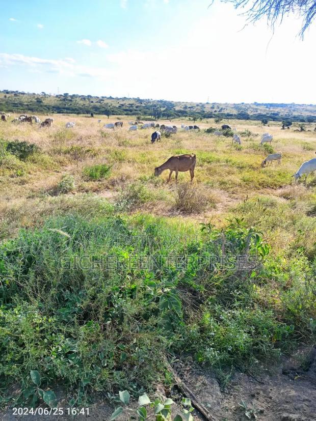 Kajiado Central