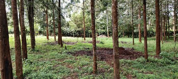 50*100 Plot for Sale in Ngong Kibiko