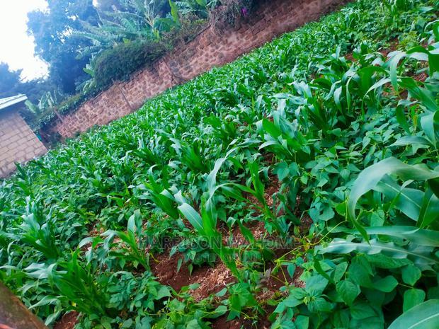 Kiambaa, 1/4 Acre for Sale.Next to St Joseph Catholic Church