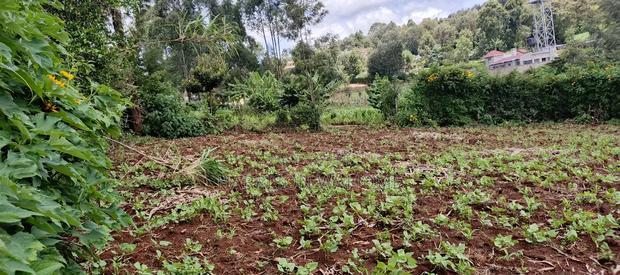 Eigth Acre Plot for Sale in Ngong Upper Matasia.