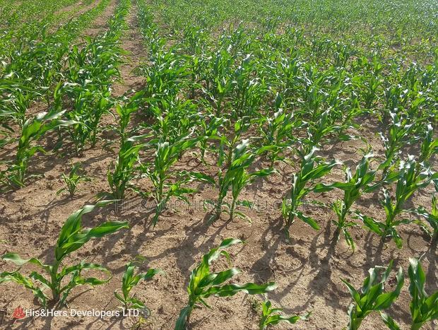 240acres in Narok With Clean Tittle Deed at 650,000 Per Acre
