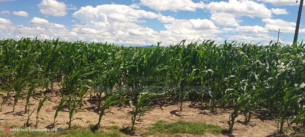 240acres in Narok With Clean Tittle Deed at 650,000 Per Acre