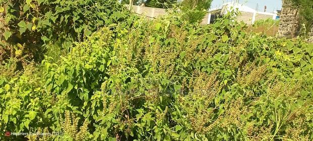 50*100 Plot in Lanet Kamfarm Only 500m From Tarmac at 2.5M