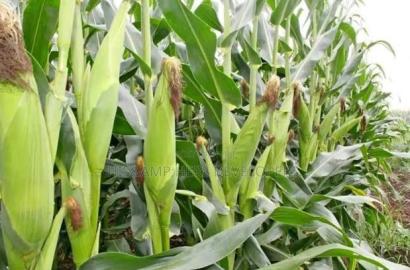 QUICK SALE: 10acres In Marana Subukia At Per Acre