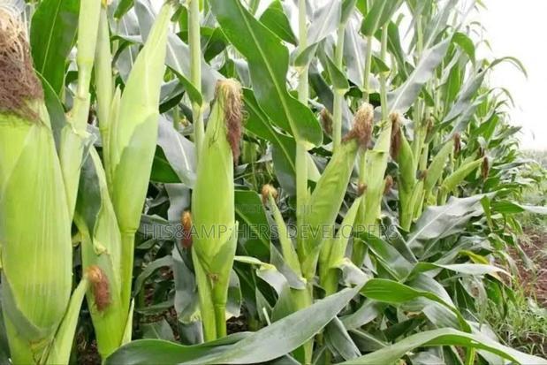 QUICK SALE: 10acres In Marana Subukia At Per Acre