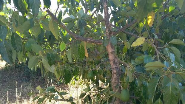 1/4 Acre in Subukia at 2M With Title Deed