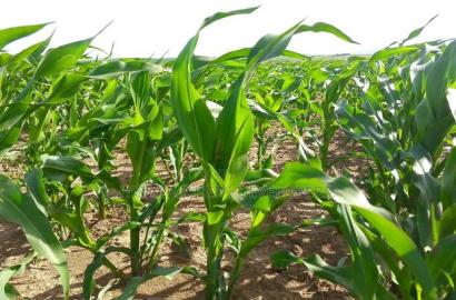 240acres in Narok With Clean Tittle Deed at 650,000 Per Acre