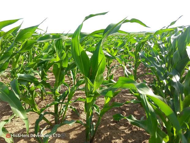 240acres in Narok With Clean Tittle Deed at 650,000 Per Acre