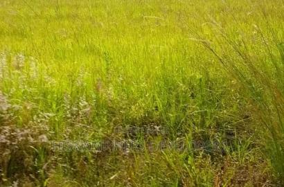 50*100 Plot in Lanet Kamfarm Only 500m From Tarmac at 2.5M