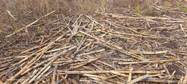Quick Sale 1.6acre on Sale in Ampiva 4m Only