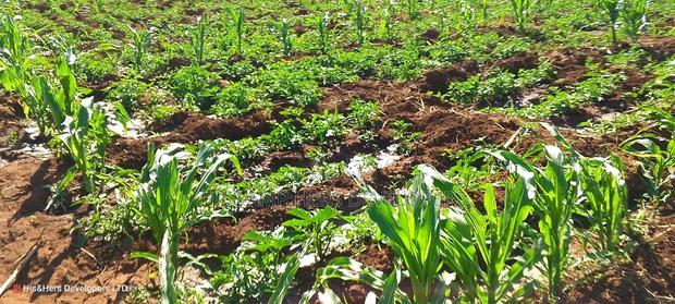 11 Acres at 1.3M Per Has Title Deed in Lower Subukia Limuru.