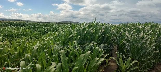 240acres in Narok With Clean Tittle Deed at 650,000 Per Acre