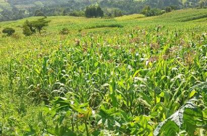 10 Acres on Sale in Ngorika at 2.5m Per Acre With Ready Title.