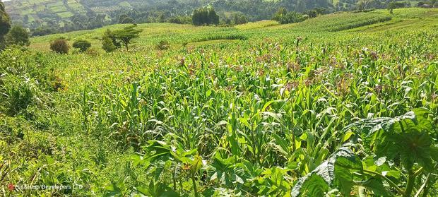 10 Acres on Sale in Ngorika at 2.5m Per Acre With Ready Title.