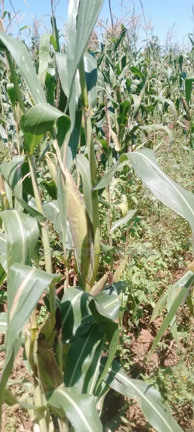5 Acres for Sale in Subukia Polepole Area at 700kper Acre