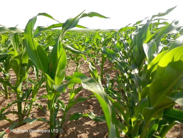 240acres in Narok With Clean Tittle Deed at 650,000 Per Acre