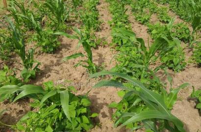 52acres Mulot Area With Ready Title Deed at 600,000 Per Acre.