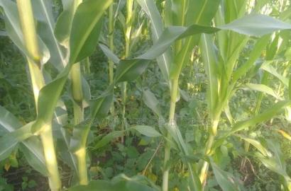Very Quick Sale 4acres in Suswa Subukia, at 600,000 Per Acre