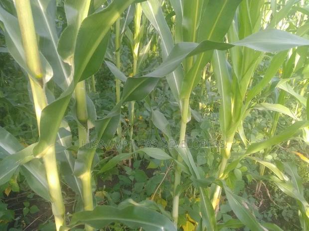 Very Quick Sale 4acres in Suswa Subukia, at 600,000 Per Acre