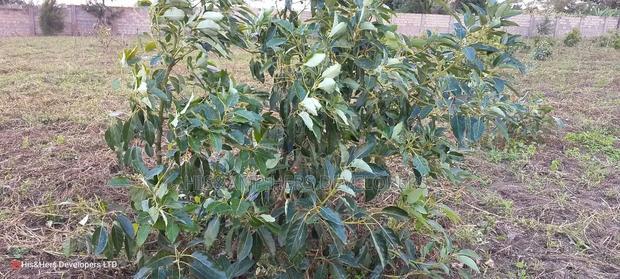 1/4 Acres for Sale in Nakuru Near HEAVENS GATE FOR SALE