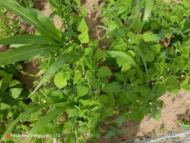 120 Acres in Orikinyei Ready Title Deed at 550,000 Per Acre