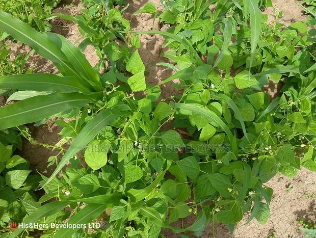 240acres in Narok With Clean Tittle Deed at 650,000 Per Acre