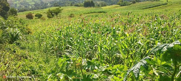 10 Acres on Sale in Ngorika at 2.5m Per Acre With Ready Title.